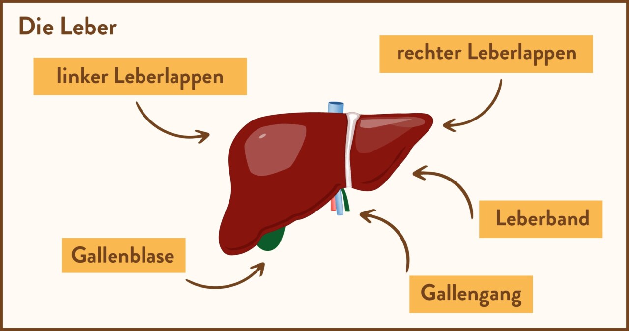 Infografik der Leber mit Beschriftungen für linken Leberlappen, rechten Leberlappen, Gallenblase, Leberband und Gallengang.