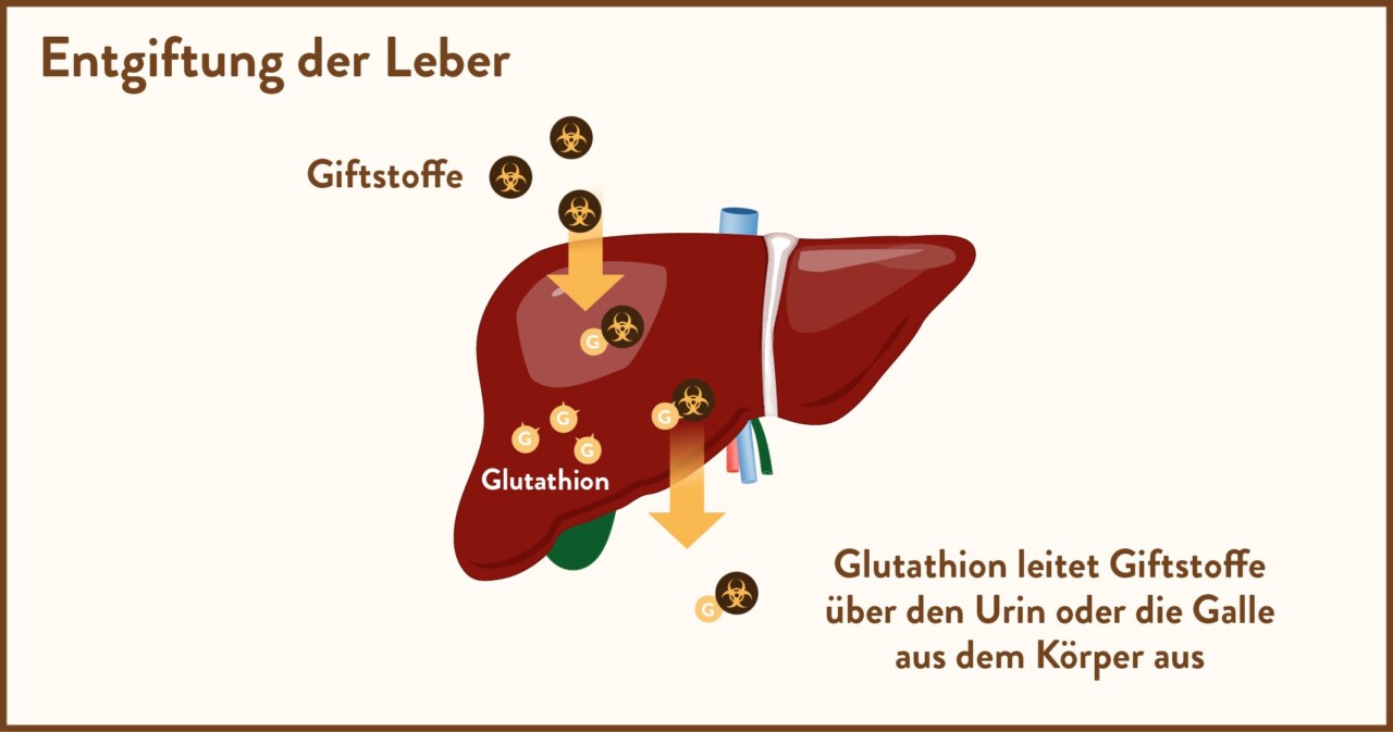 Infografik der Entgiftung der Leber, die zeigt, wie Glutathion Giftstoffe über den Urin oder die Galle aus dem Körper leitet.