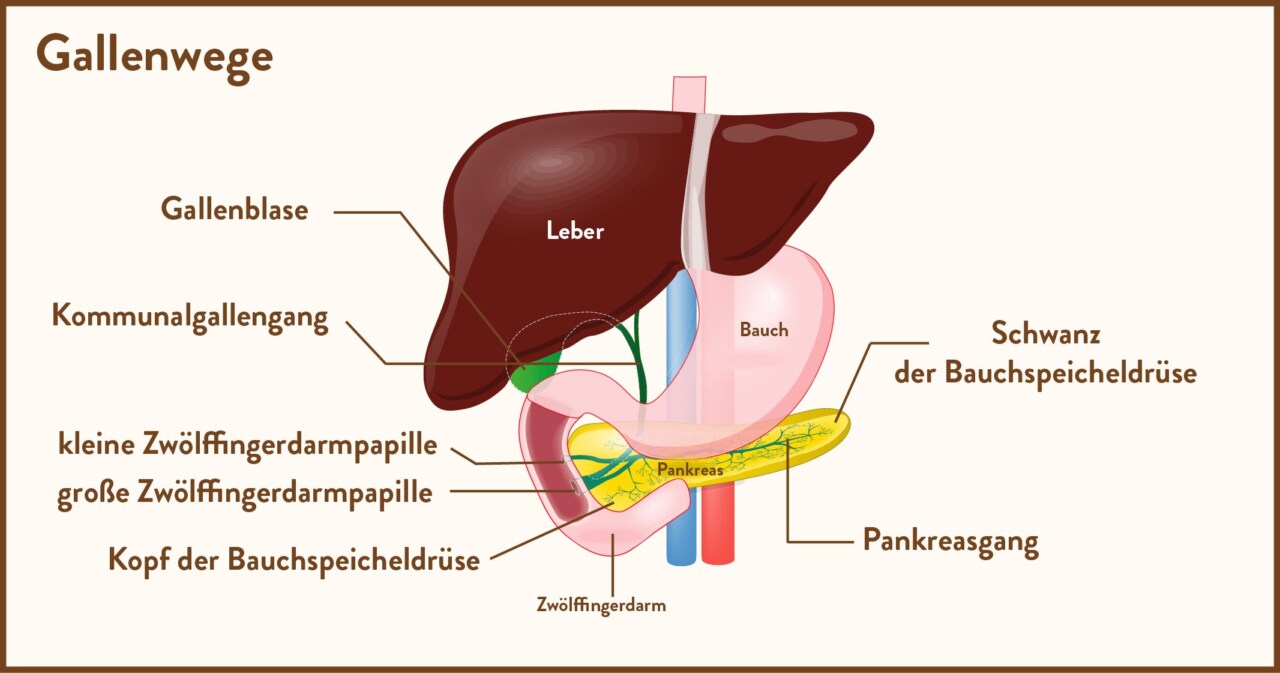 Infografik der Gallenwege, die die Leber, Gallenblase, Kommunalgallengang, Zwölffingerdarm und Bauchspeicheldrüse zeigt.