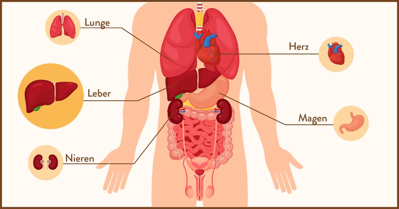 Infografik des menschlichen Körpers mit Beschriftungen der Organe: Lunge, Herz, Leber, Magen und Nieren.