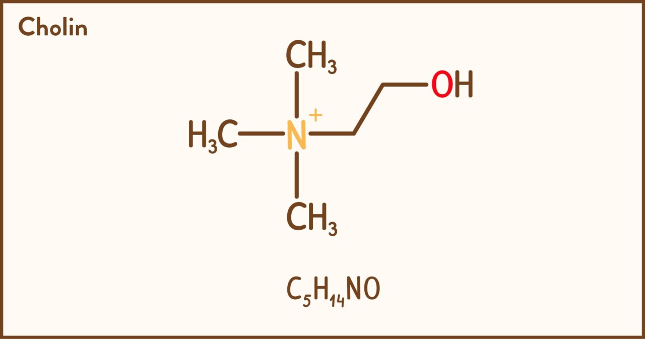 Strukturformel von Cholin mit der chemischen Formel C5H14NO.