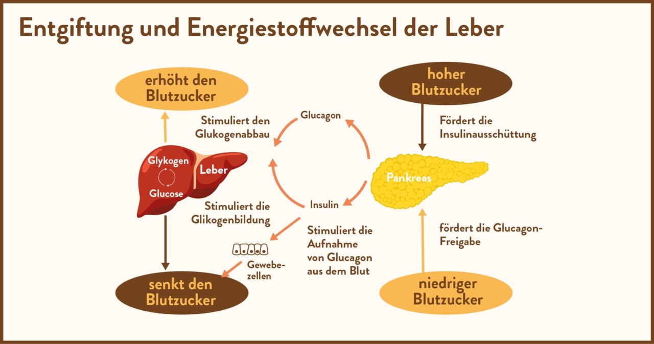 Entgiftung und Energiestoffwechsel der Leber