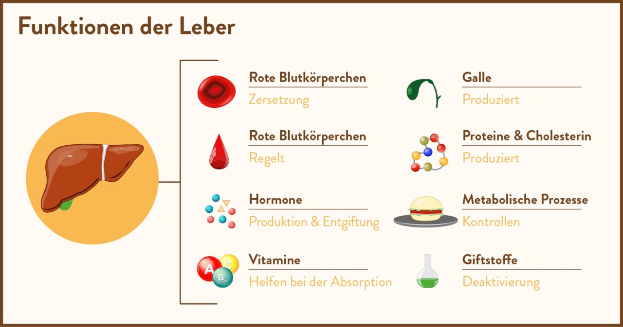 Funktionen der Leber